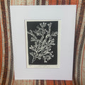Hornby Kelp