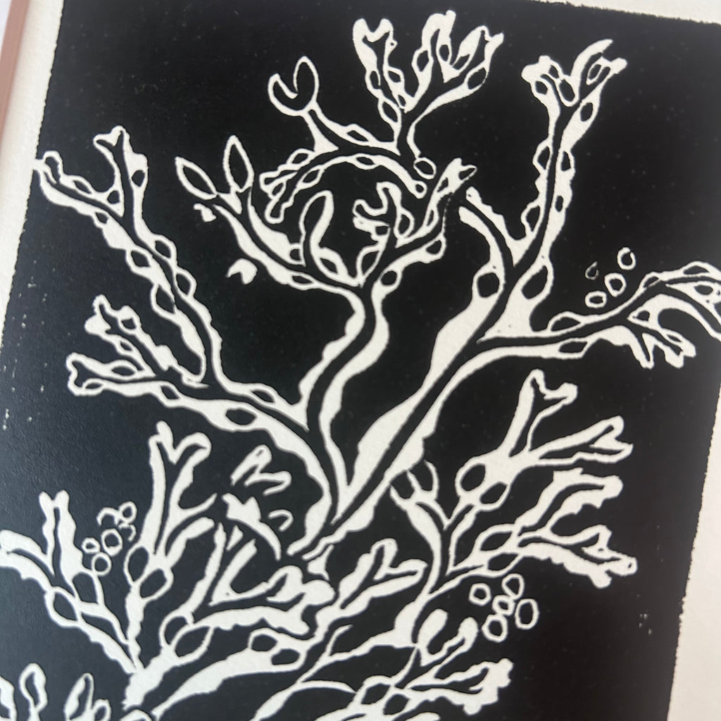 Hornby Kelp