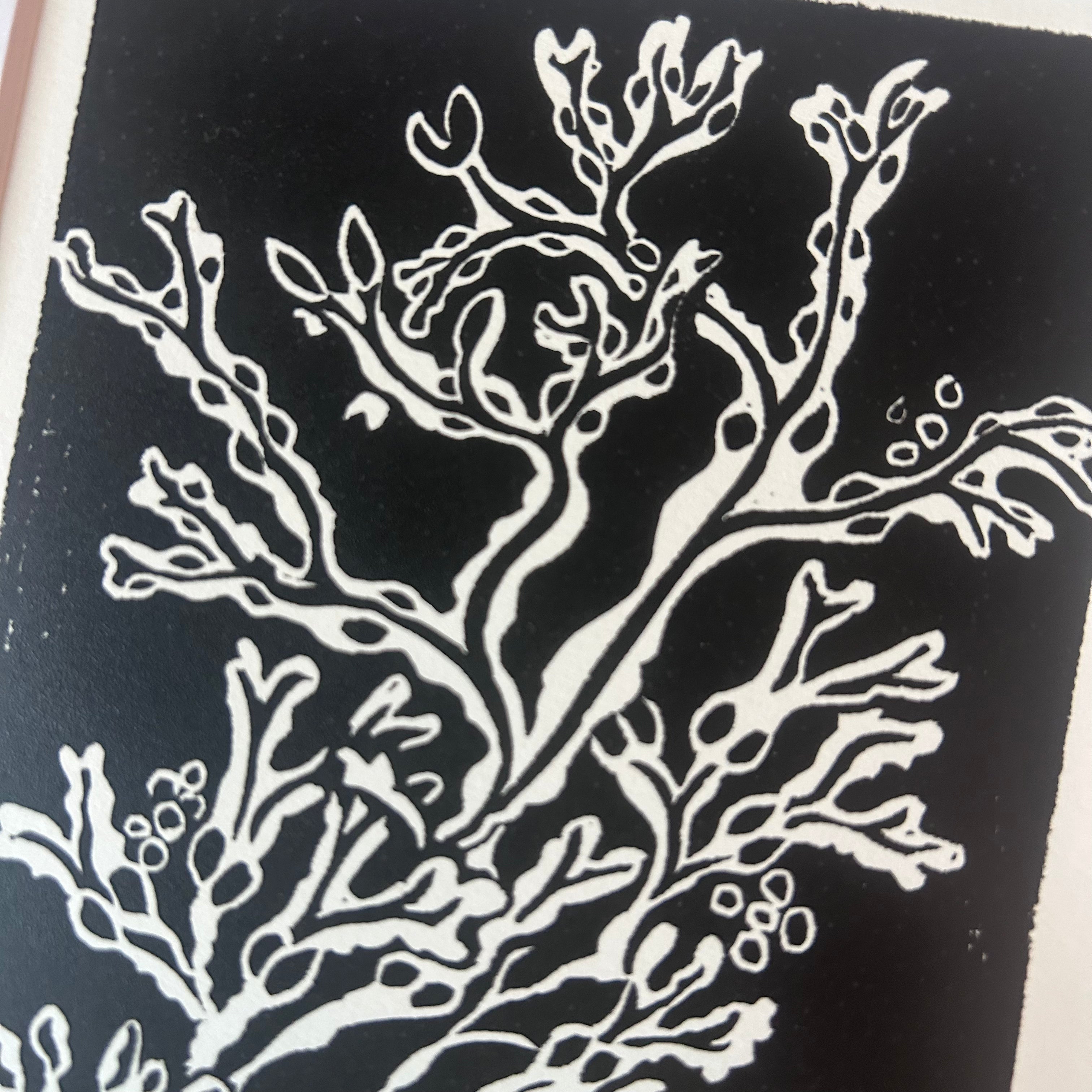 Hornby Kelp